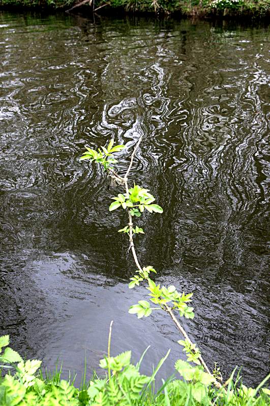 Bandiat-river-march