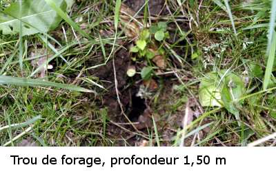 Forage- dans un e forêt