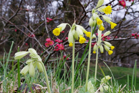 primula-veris